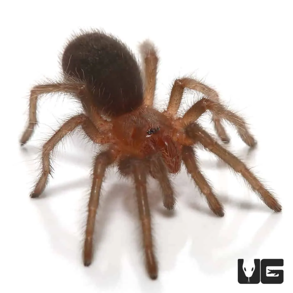 17683 tarantula enclosure setup