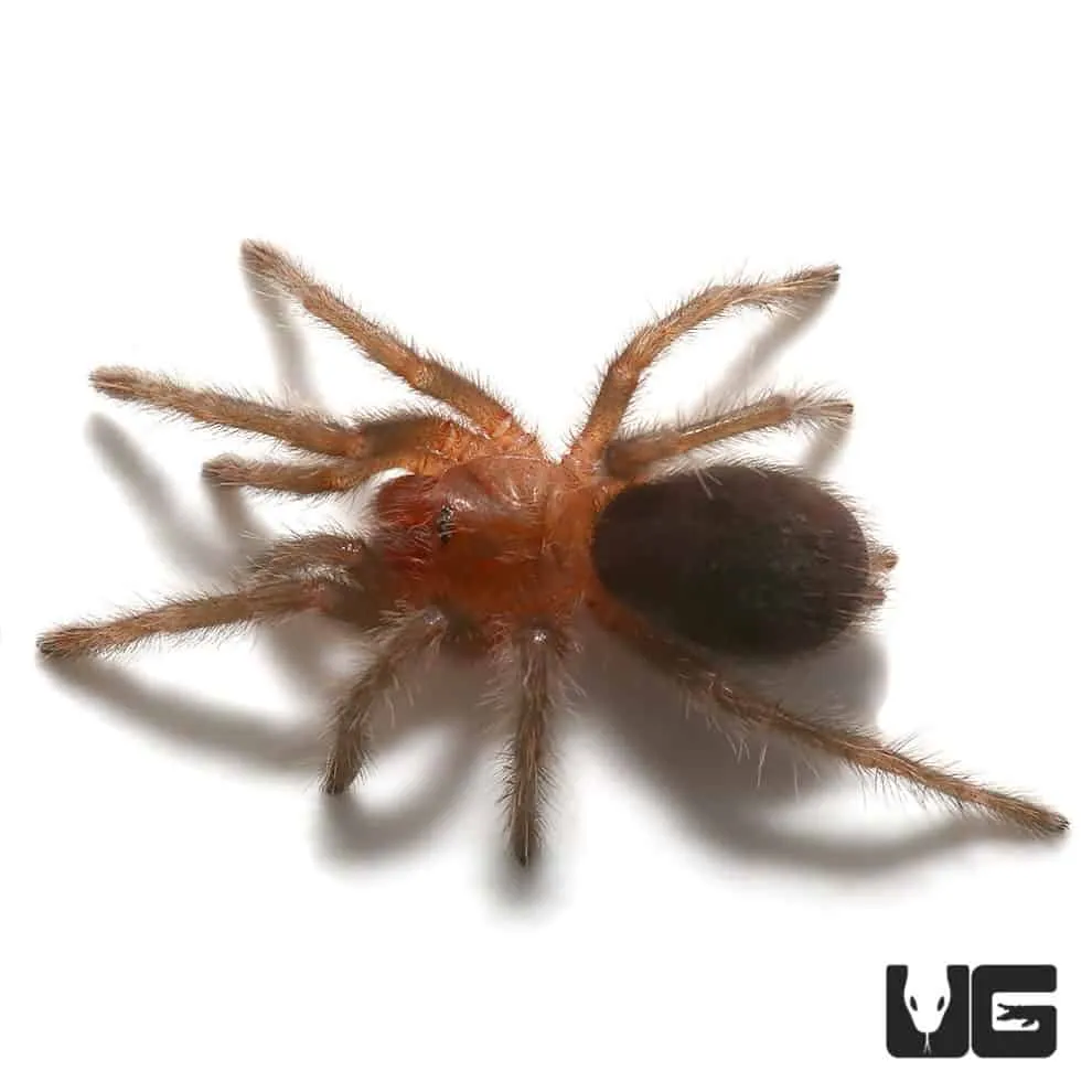 /img/17683-tarantula-feeding.webp