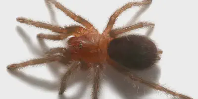/img/17683-tarantula-feeding.webp