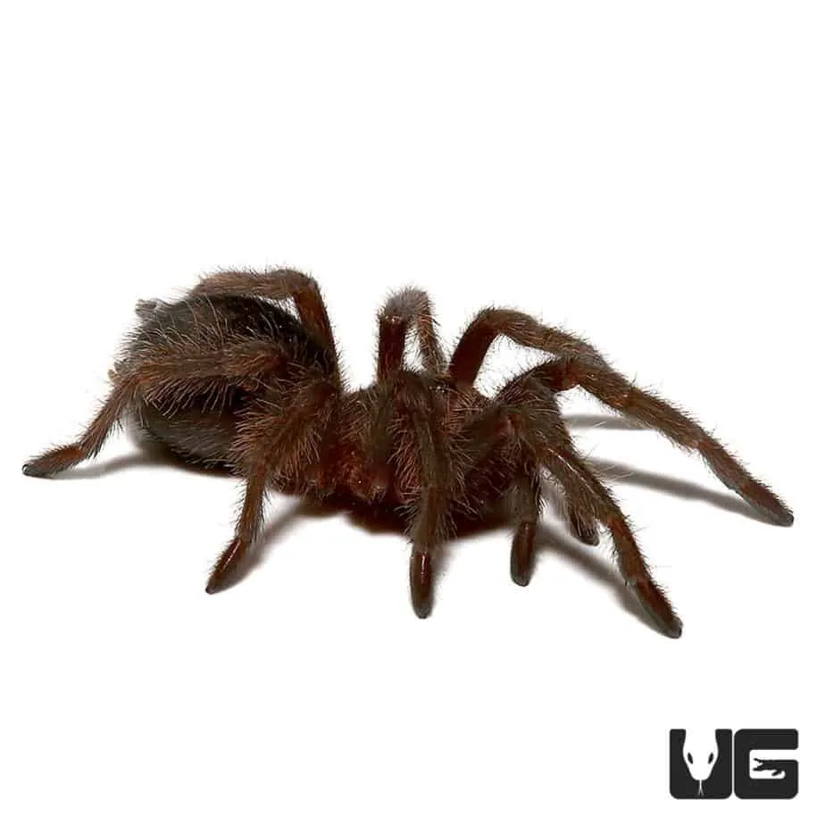 17683 tarantula morphs