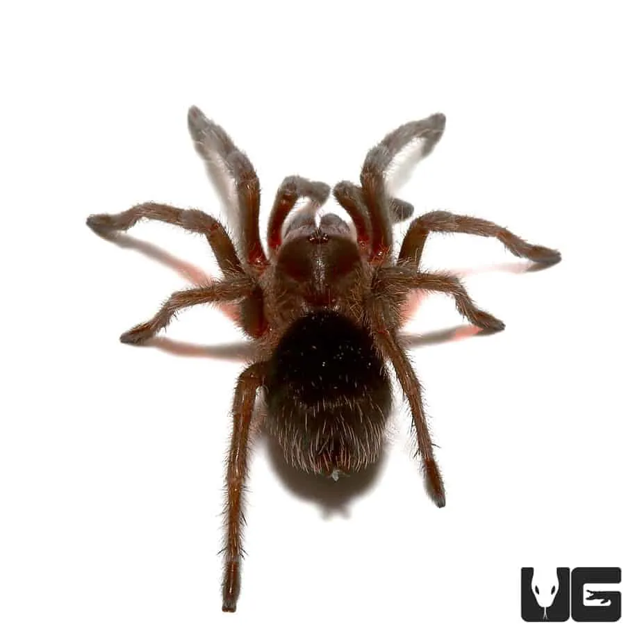17683 tarantula size comparison