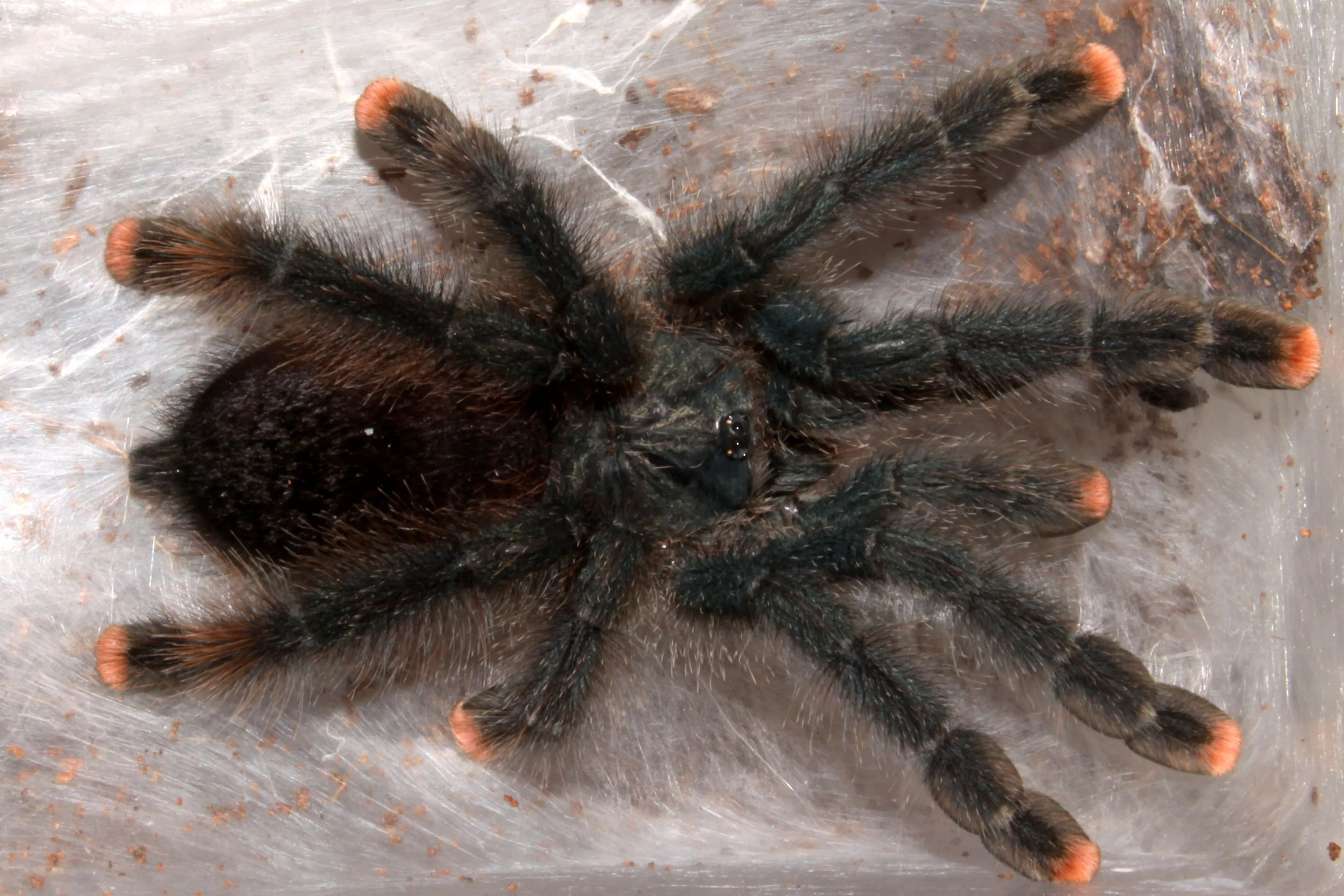 17687 australian tarantula species