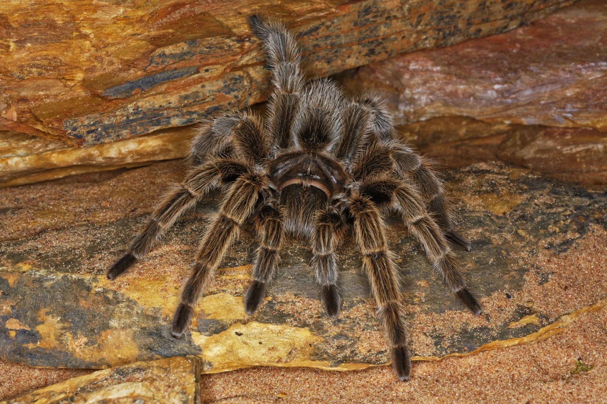 17687 choosing right tarantula