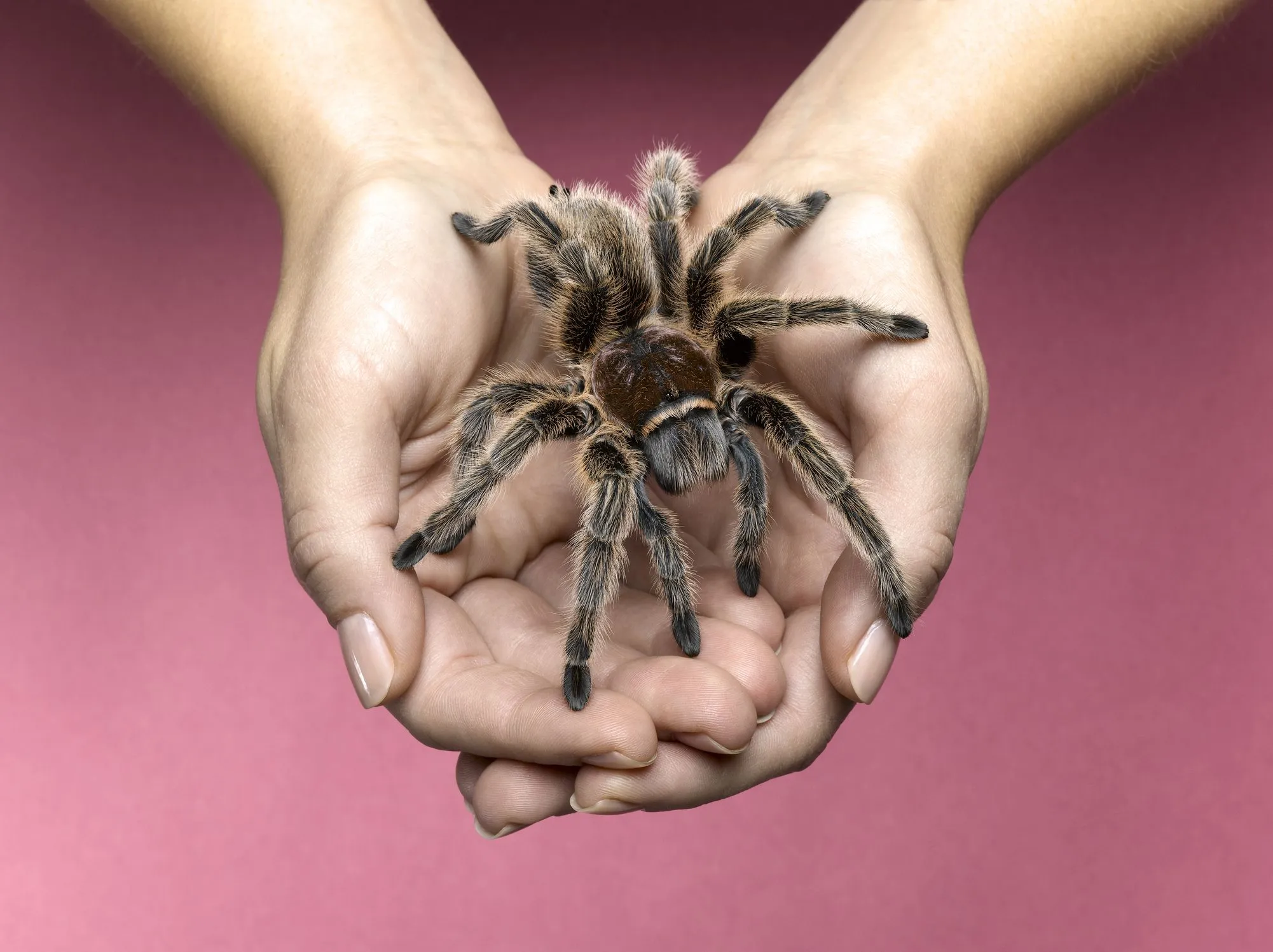 /img/17687-handling-tarantula.webp