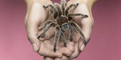 /img/17687-handling-tarantula.webp