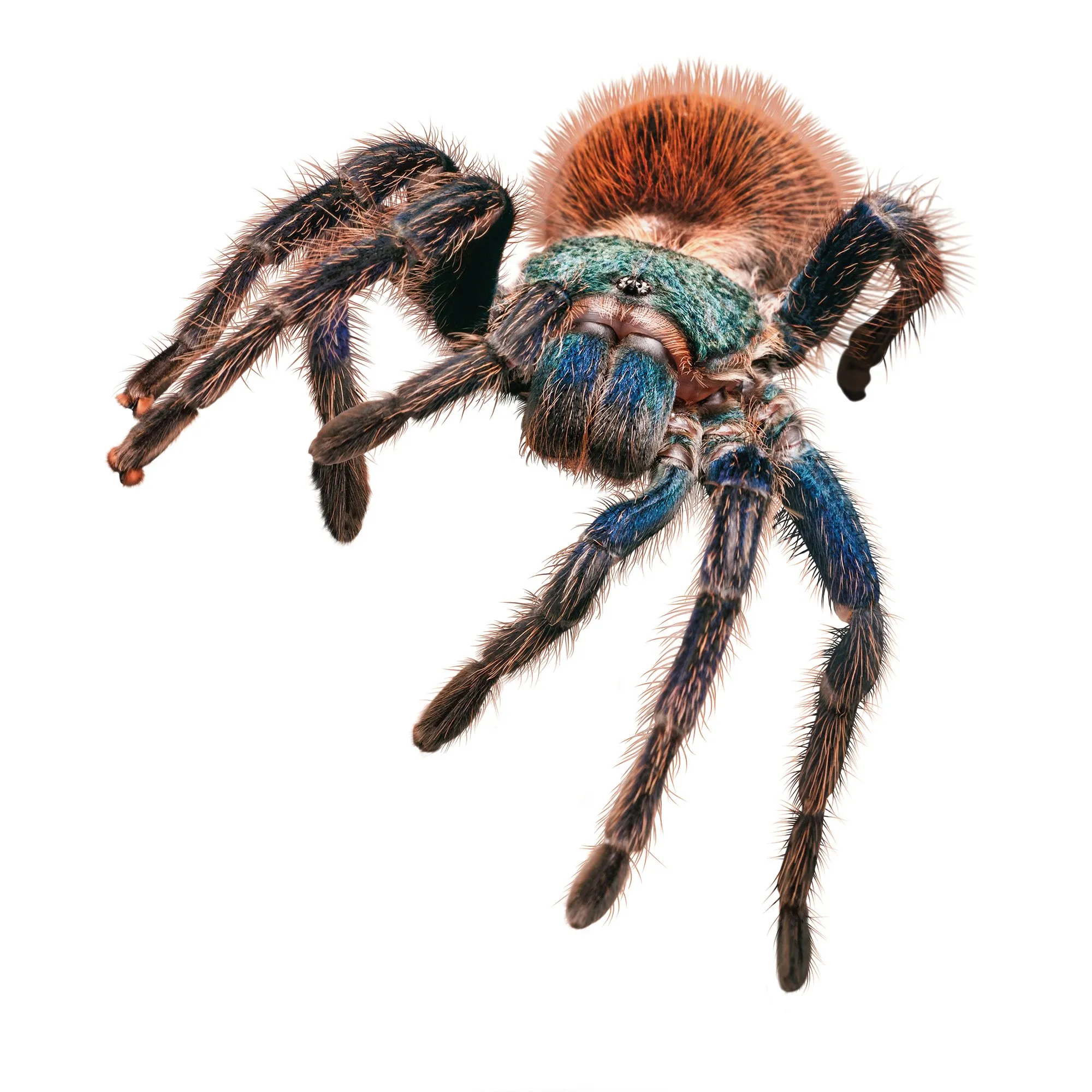 17687 tarantula enclosure