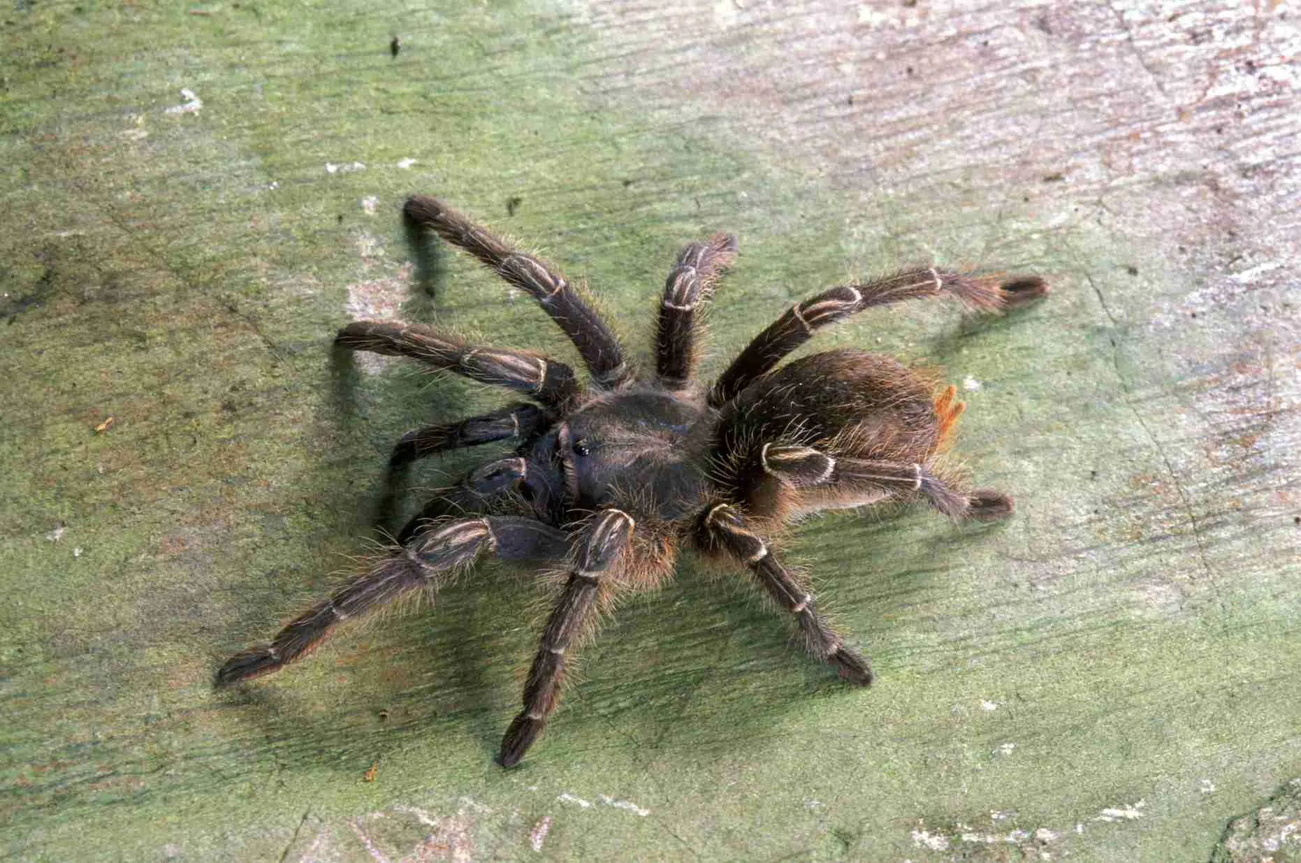 17687 tarantula feeding