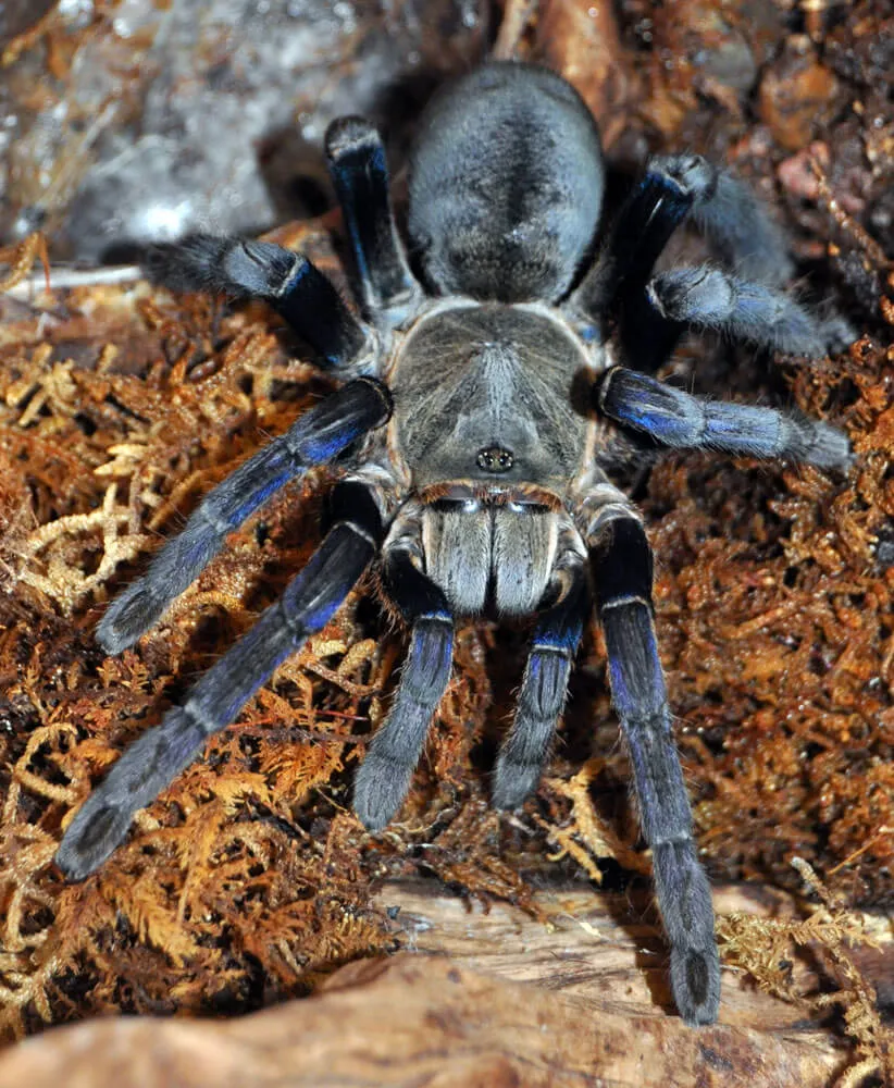 17688 cobalt blue tarantula buying
