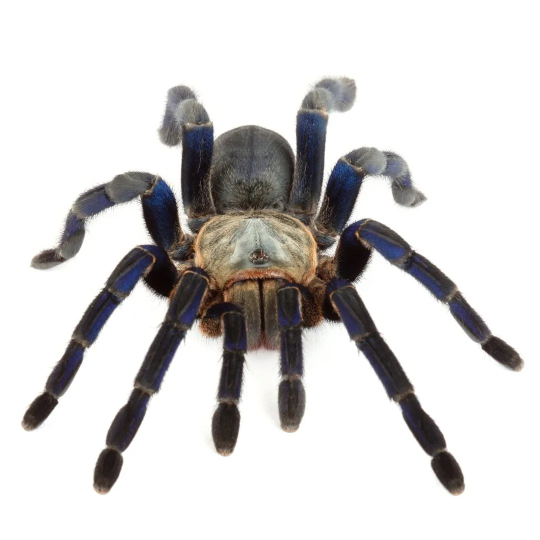 17688 cobalt blue tarantula enclosure