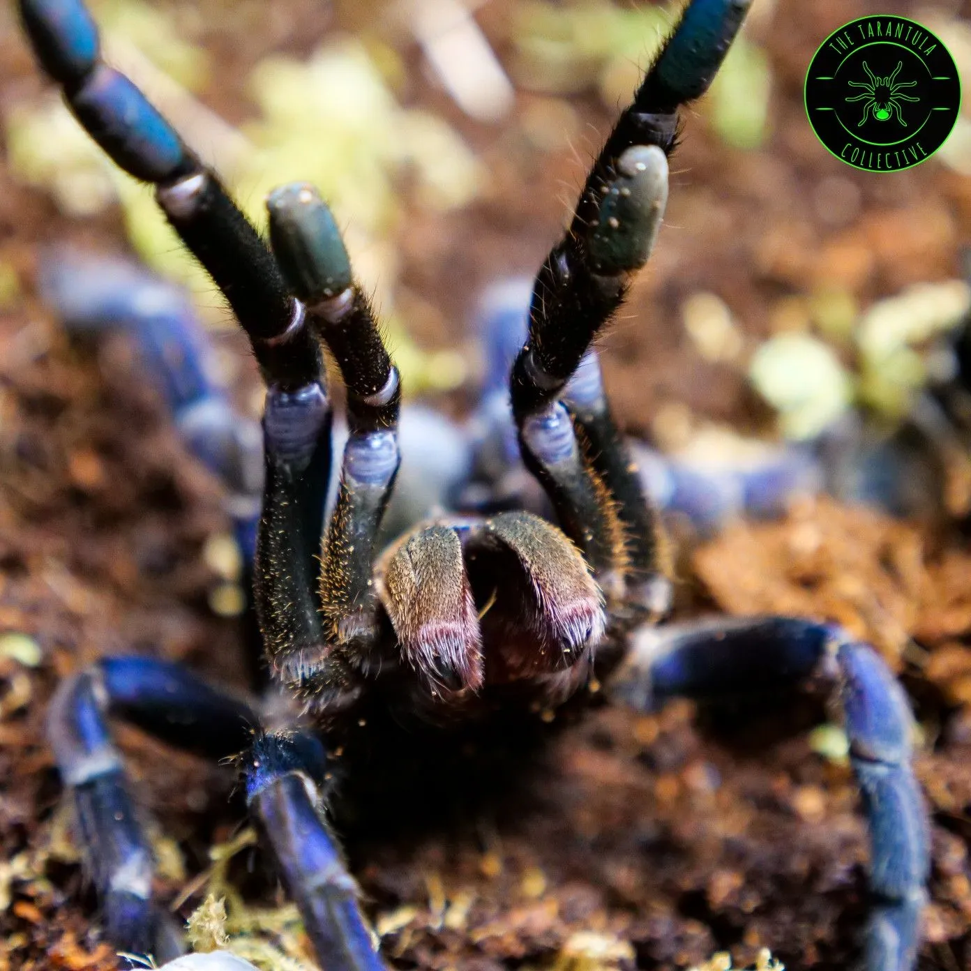 17688 cobalt blue tarantula feeding