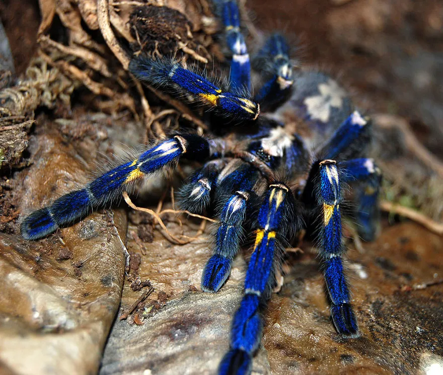 17688 cobalt blue tarantula habitat