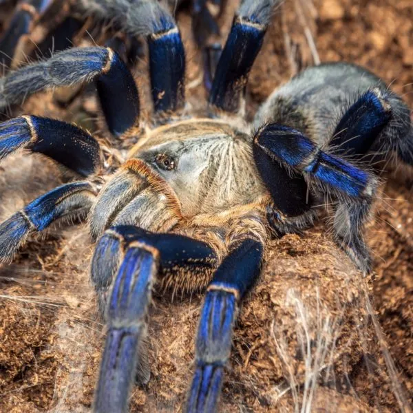 17688 cobalt blue tarantula handling