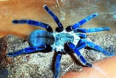 /img/17688-cobalt-blue-tarantula-healthy.webp
