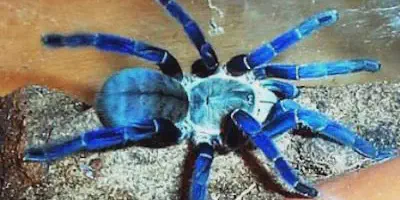 /img/17688-cobalt-blue-tarantula-healthy.webp