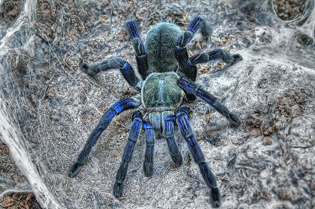 17688 cobalt blue tarantula spiderling