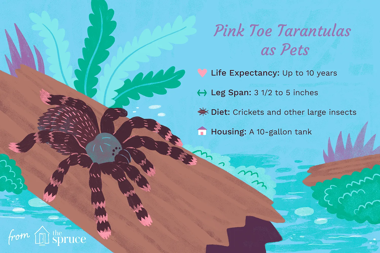 /img/17689-baby-pink-toe-tarantula-breeding.webp