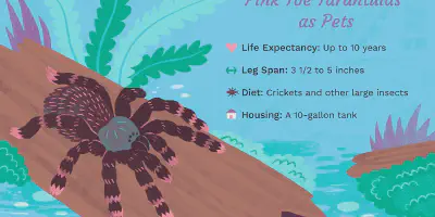 /img/17689-baby-pink-toe-tarantula-breeding.webp