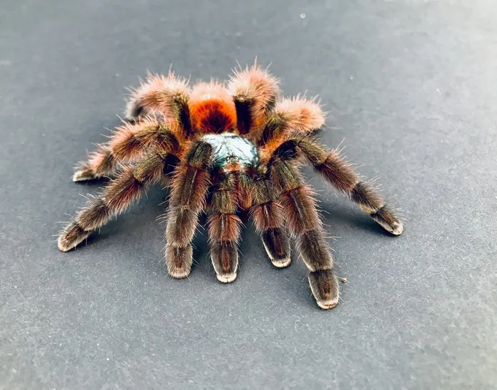 17689 baby pink toe tarantula feeding