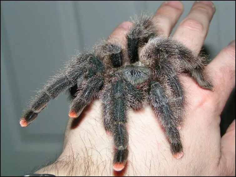 17689 baby pink toe tarantula handling