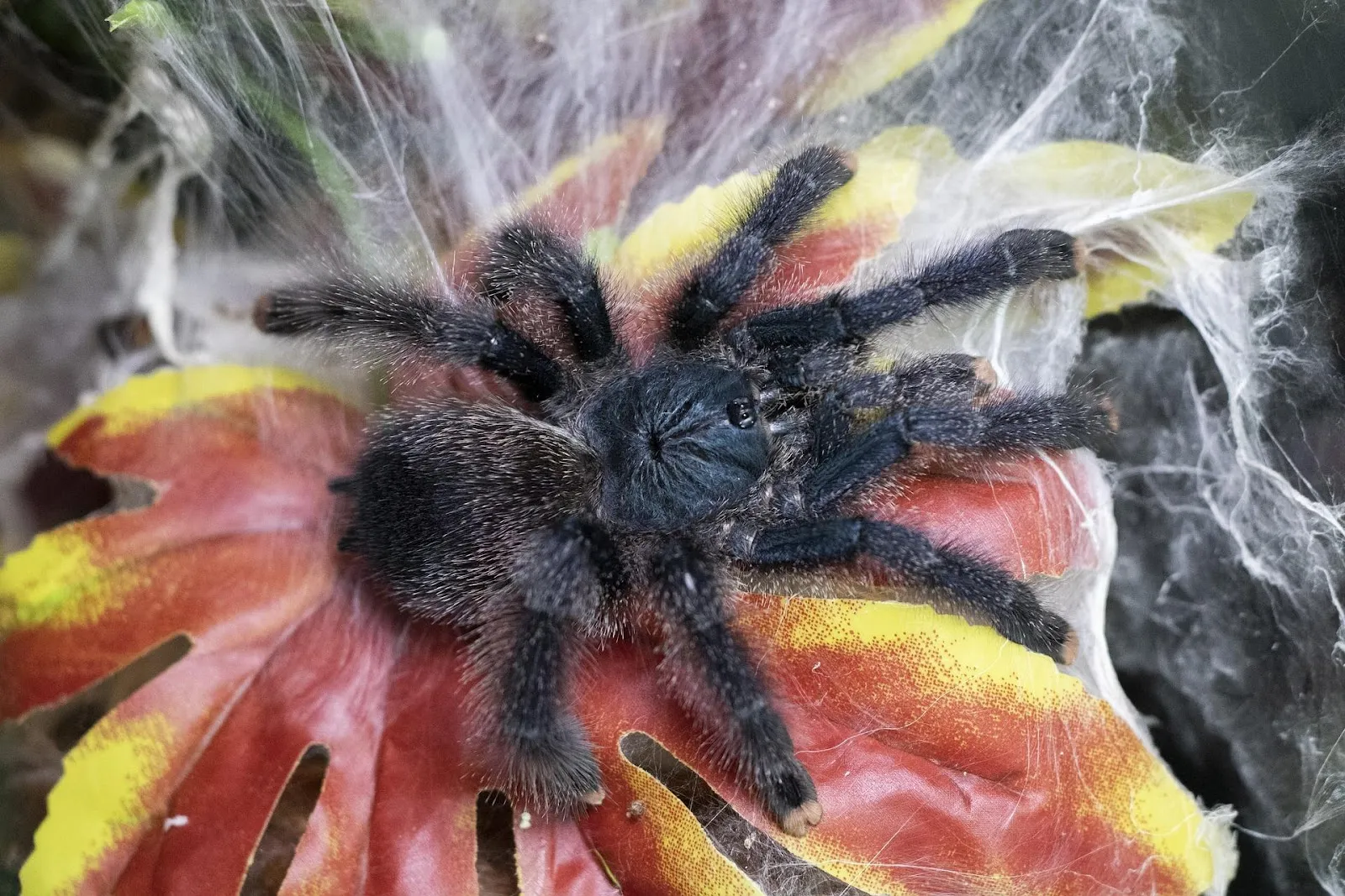 17689 baby pink toe tarantula molting