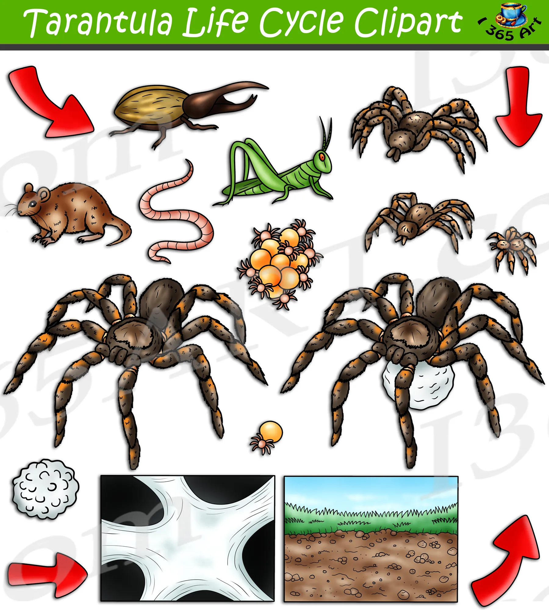 17699 spiderling tarantula