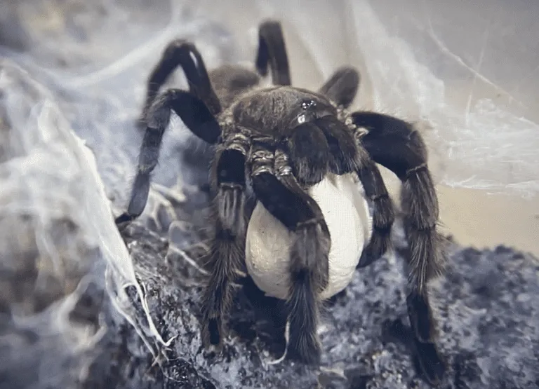 17699 tarantula egg sac