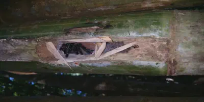 /img/17699-tarantula-feeding.webp