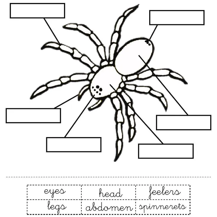17699 tarantula habitat