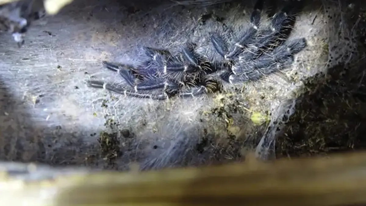 17699 tarantula mating