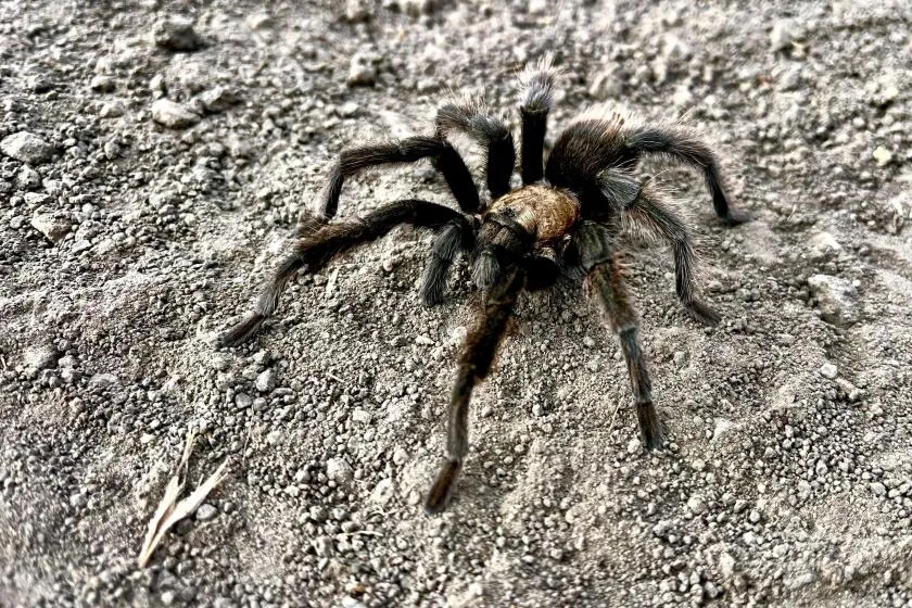 17699 tarantula molting