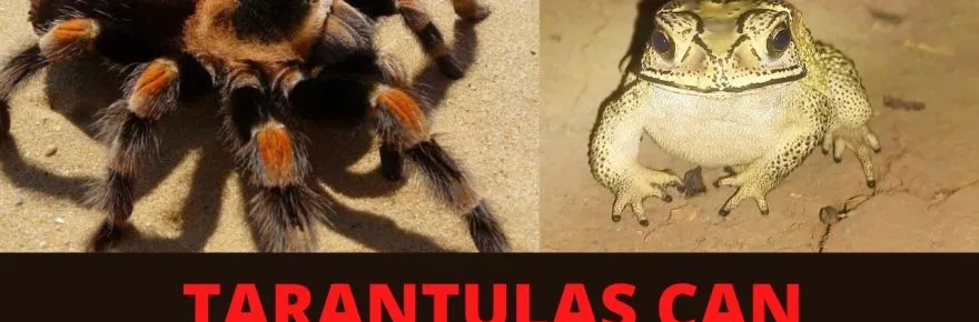 17700 tarantula and frog mutualism 3