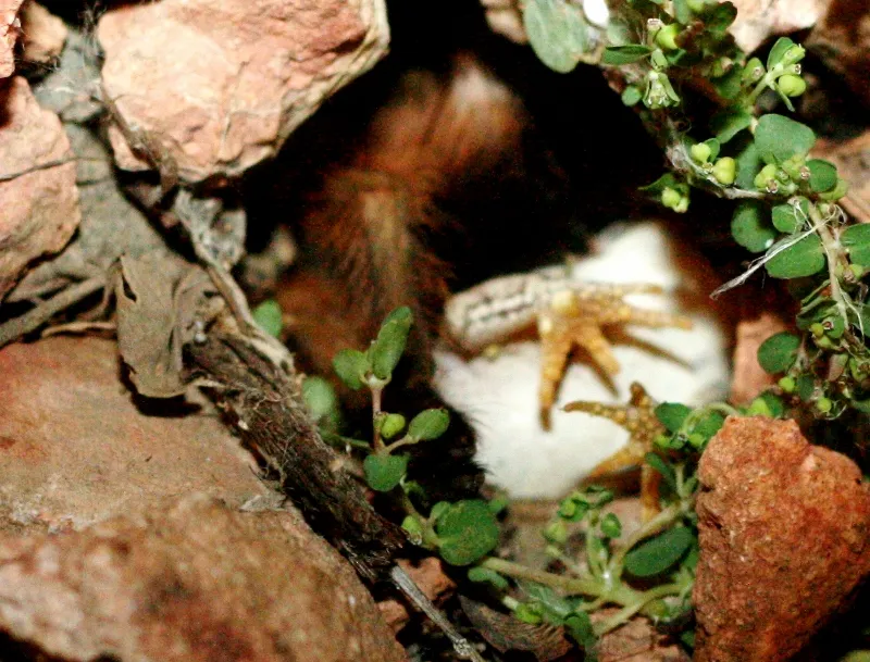 17700 tarantula and frog mutualism 4