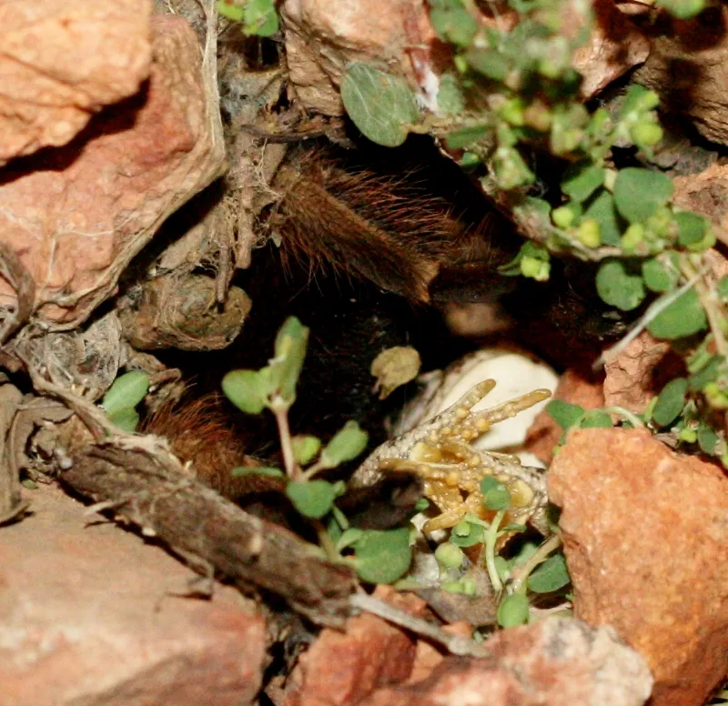 17700 tarantula and frog mutualism 5