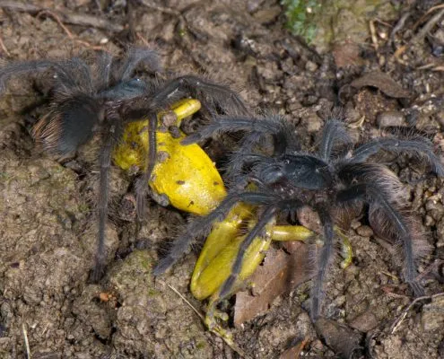 17700 tarantula and frog mutualism 6