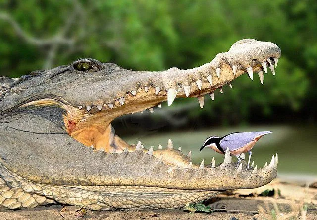/img/17700-tarantula-and-frog-mutualism-7.webp