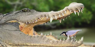 /img/17700-tarantula-and-frog-mutualism-7.webp