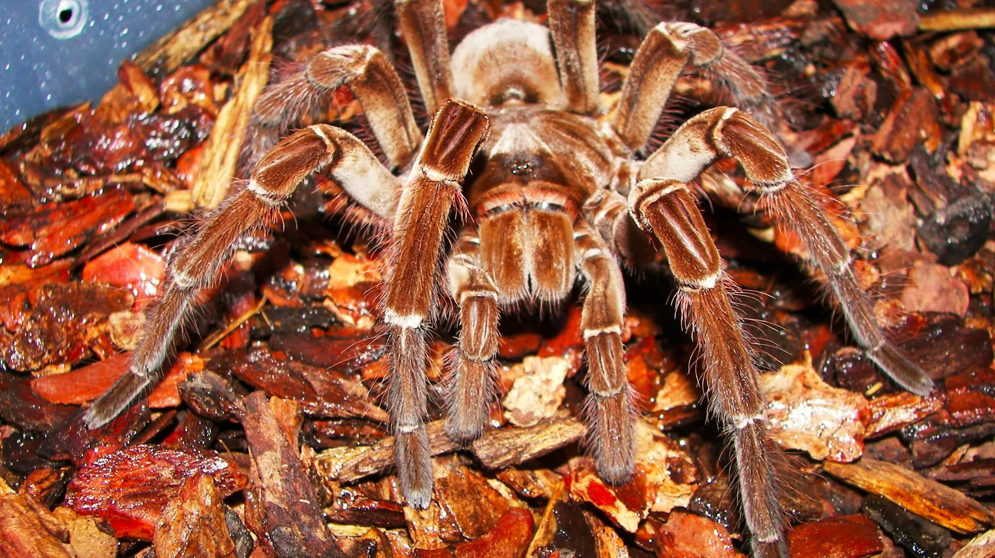 /img/17706-worlds-biggest-tarantula-behavior.webp