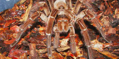 /img/17706-worlds-biggest-tarantula-behavior.webp