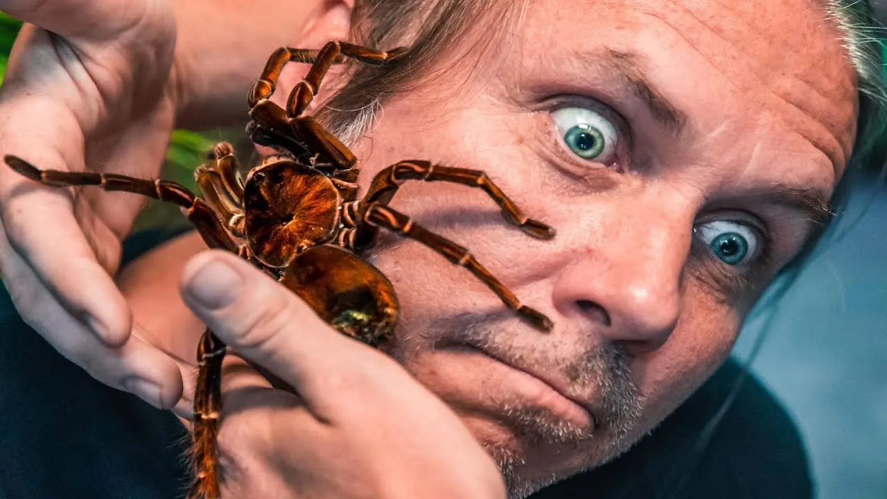 17706 worlds biggest tarantula eating