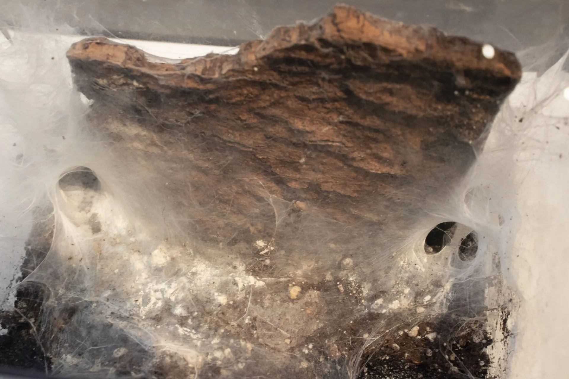 17706 worlds biggest tarantula molting