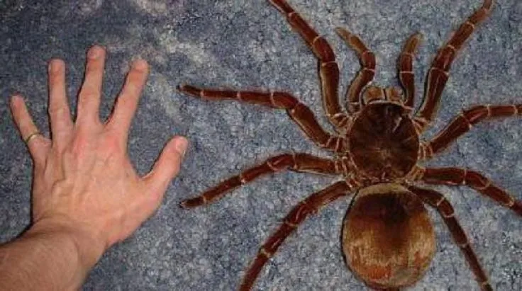 17706 worlds biggest tarantula threats