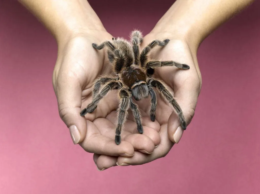 17710 tarantula enclosure