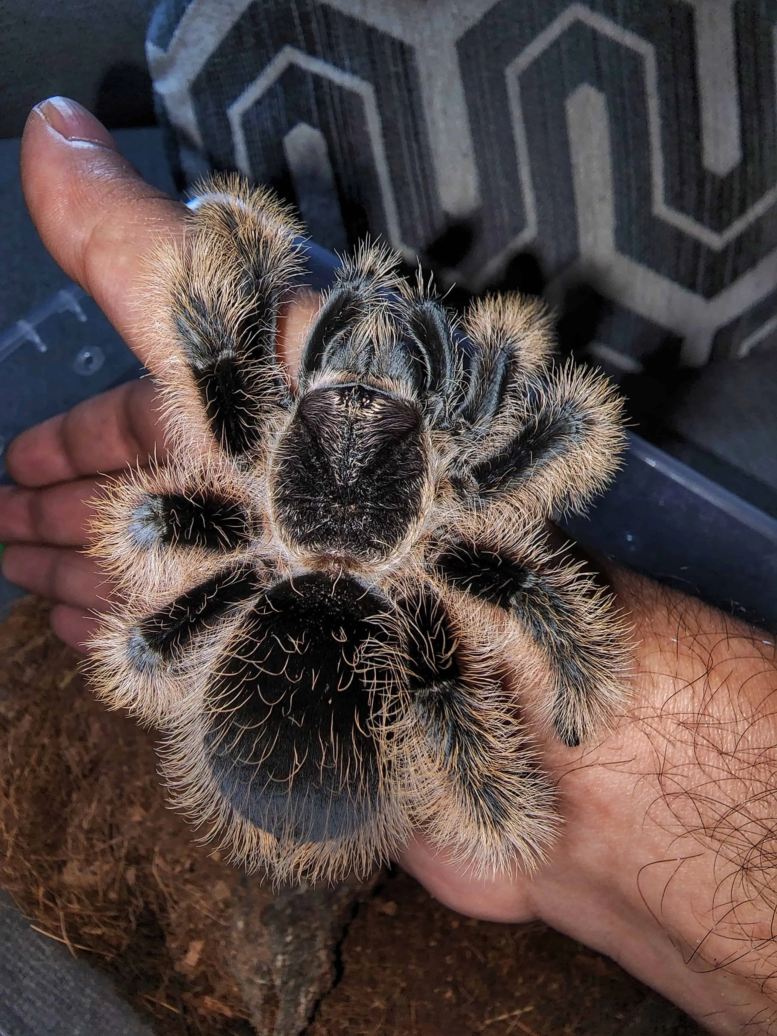 17710 tarantula food