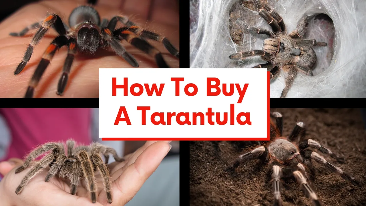 17710 tarantula handling