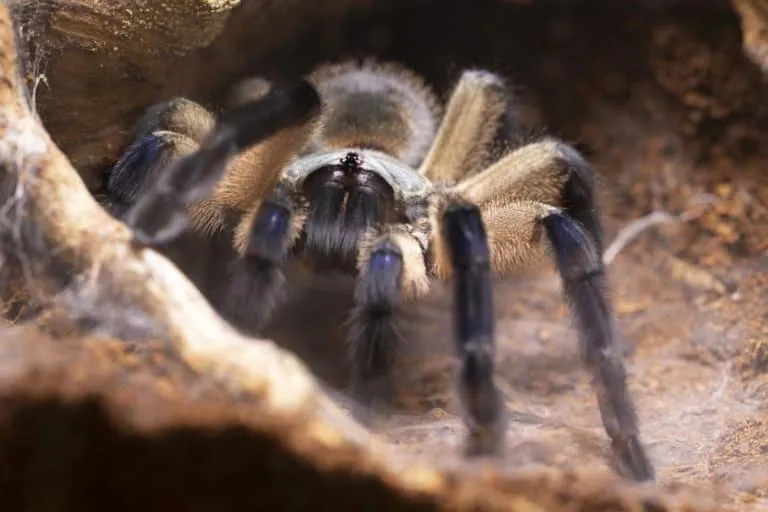 17710 tarantula online vs local