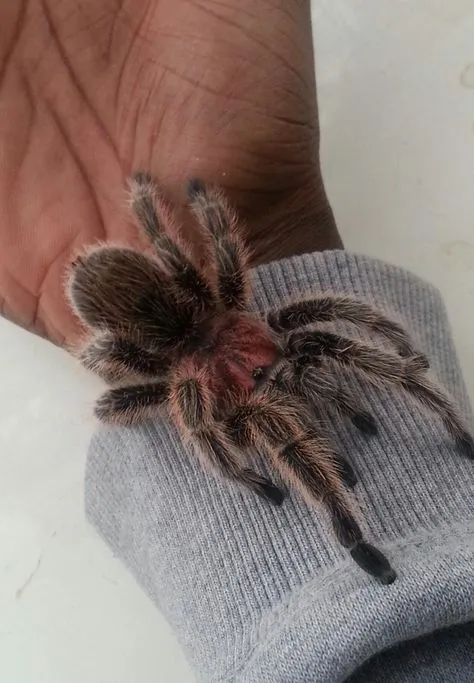 17713 rose hair tarantula enclosure setup