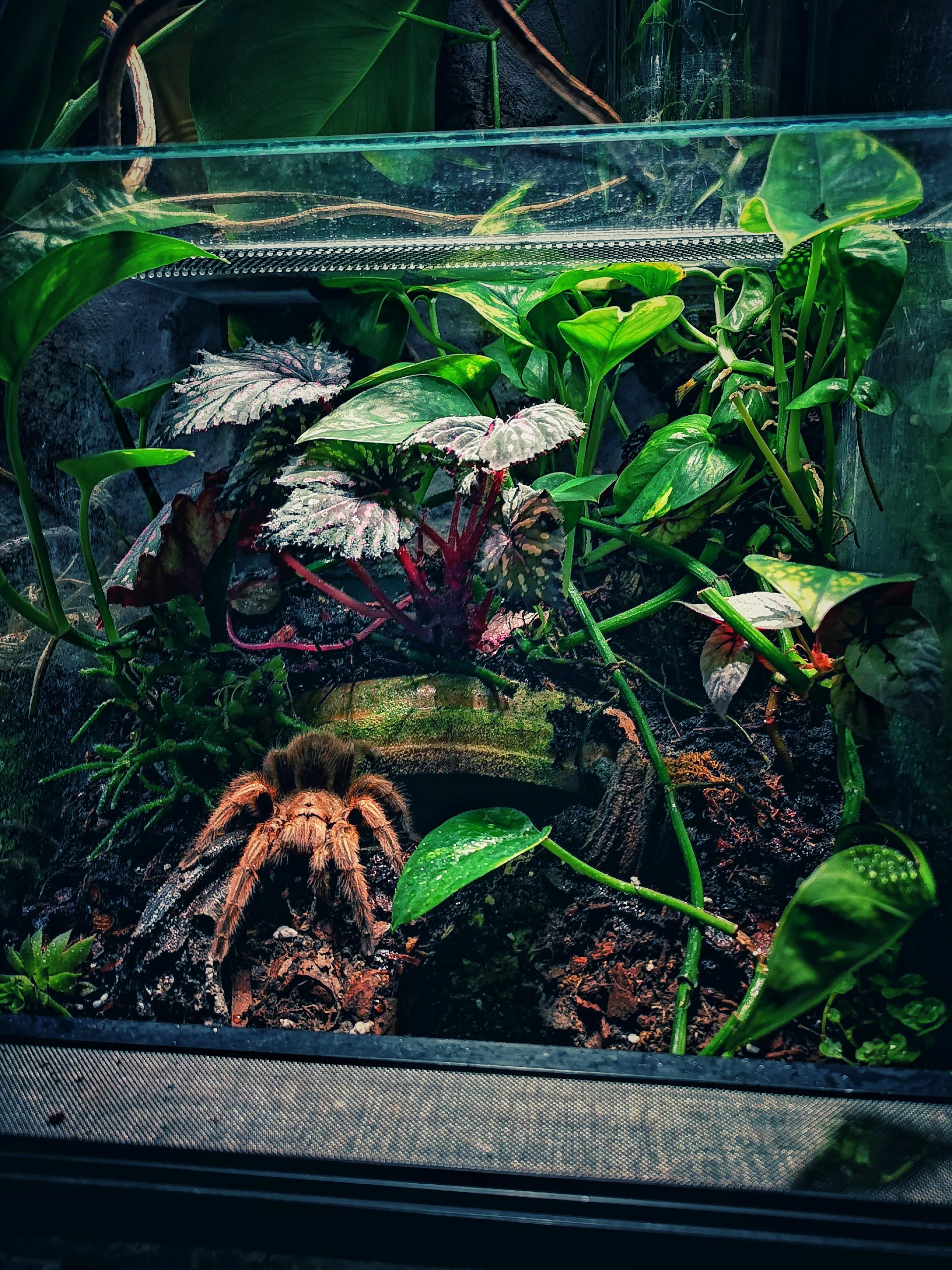 17713 rose hair tarantula substrate