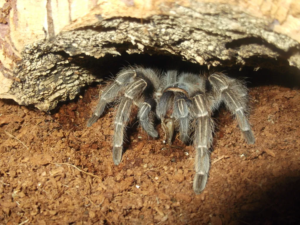 17714 female seemani tarantula