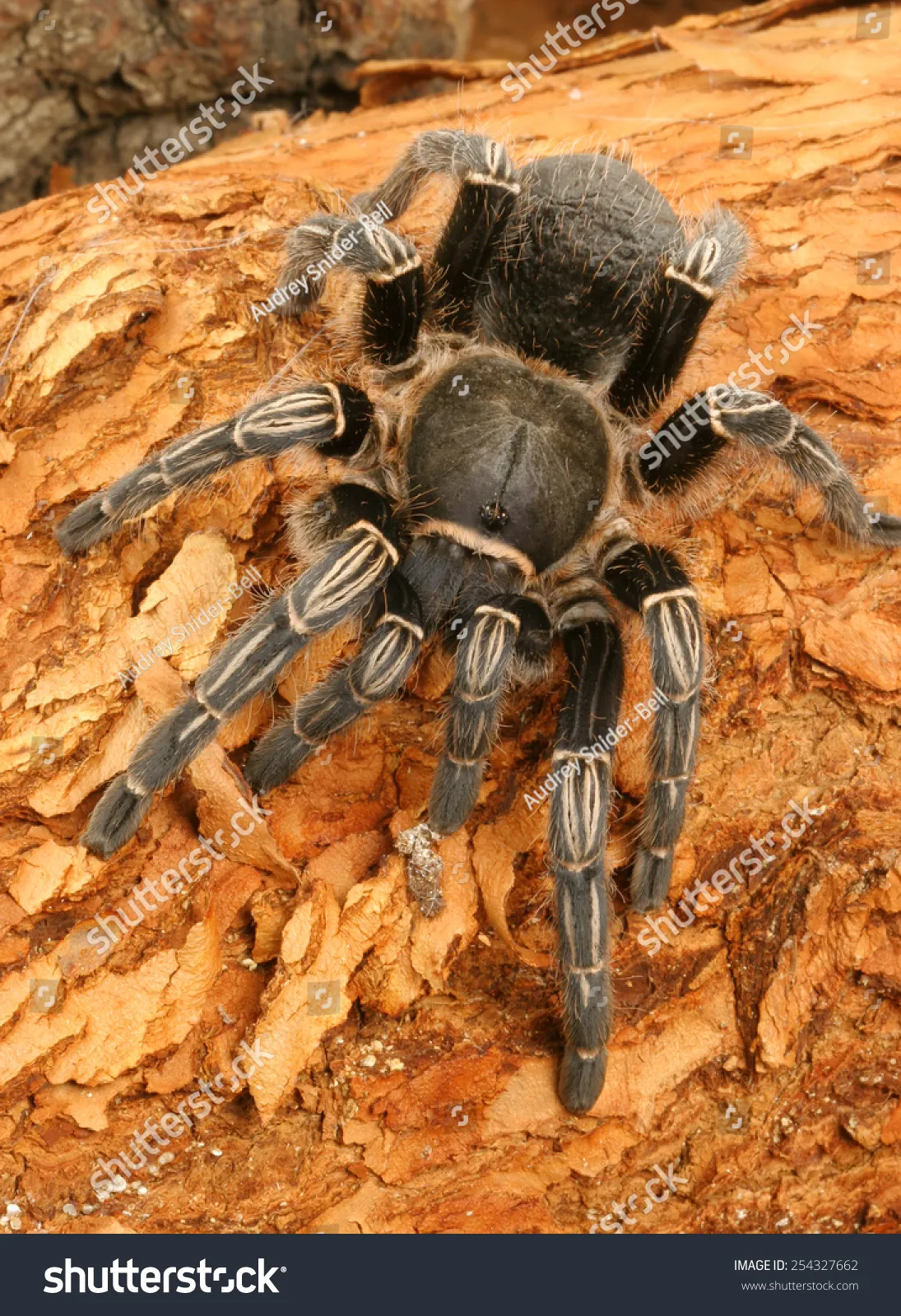 17714 male seemani tarantula