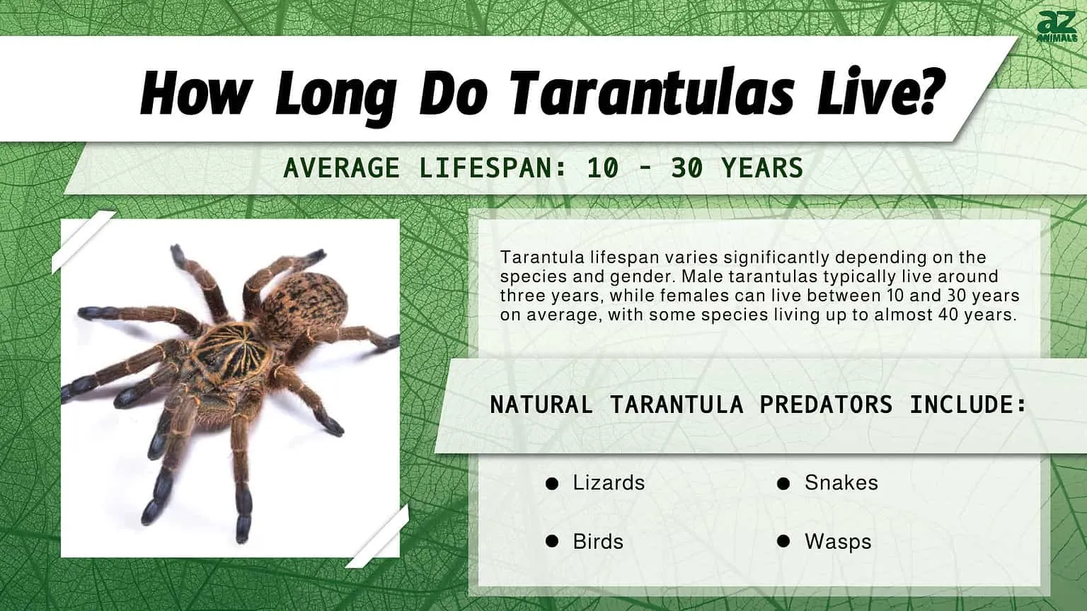 17714 seemani tarantula comparison